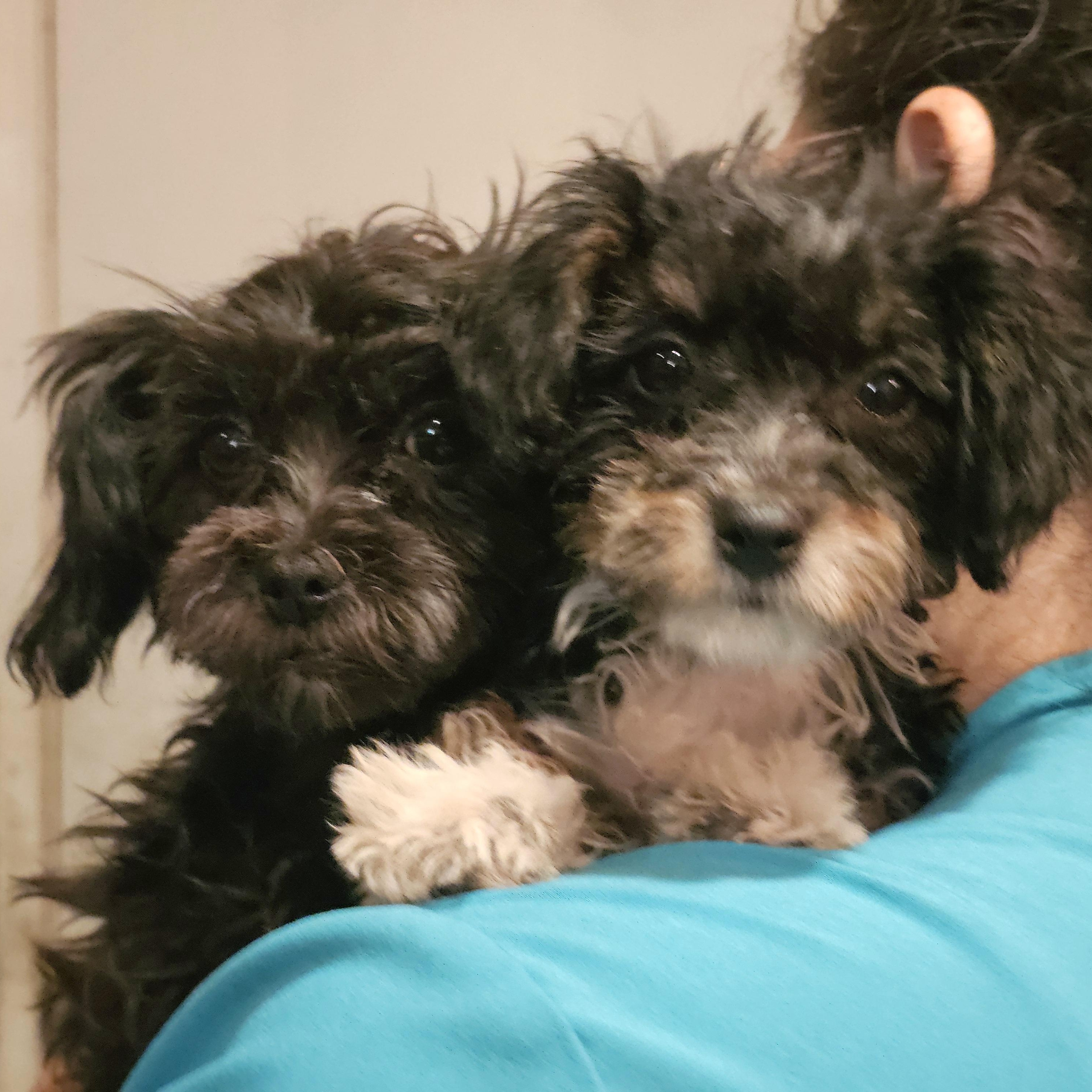 Enlarge Noelle, a ADOPTABLE mixed breed in Salinas, CA image 3/3