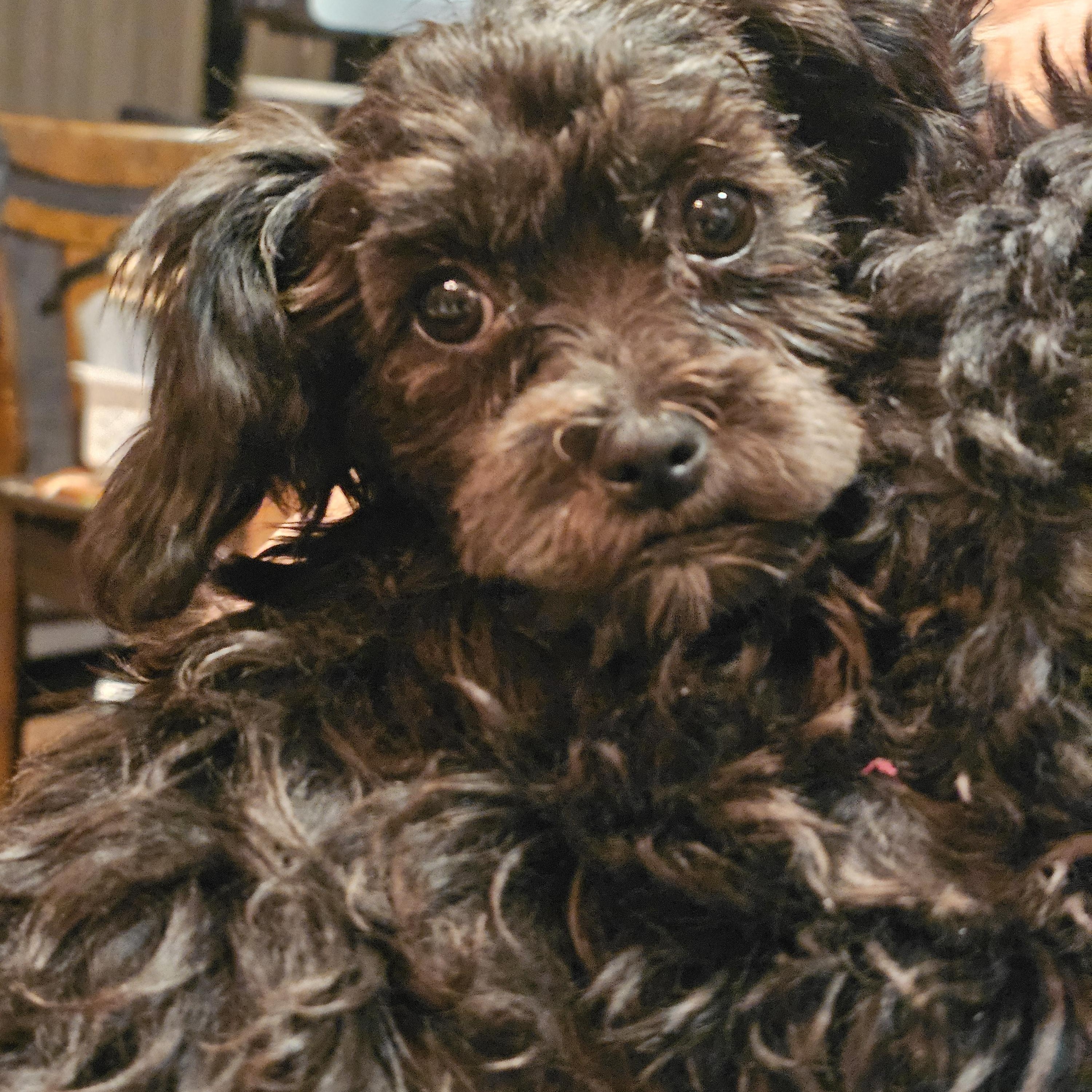 Enlarge Noelle, a ADOPTABLE mixed breed in Salinas, CA image 1/3