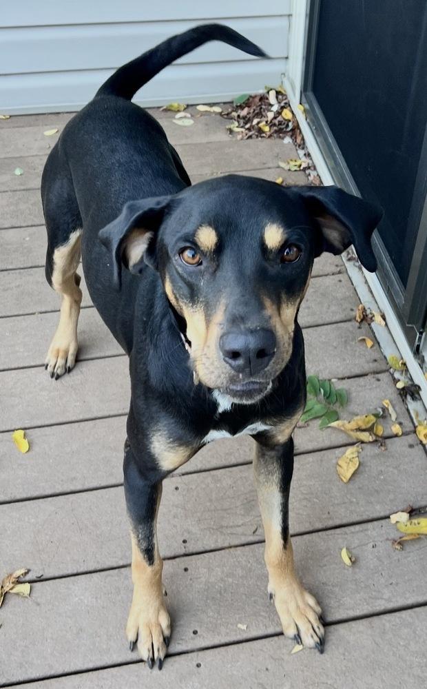 Carlos, Adoptable, Adult Male Mixed Breed.