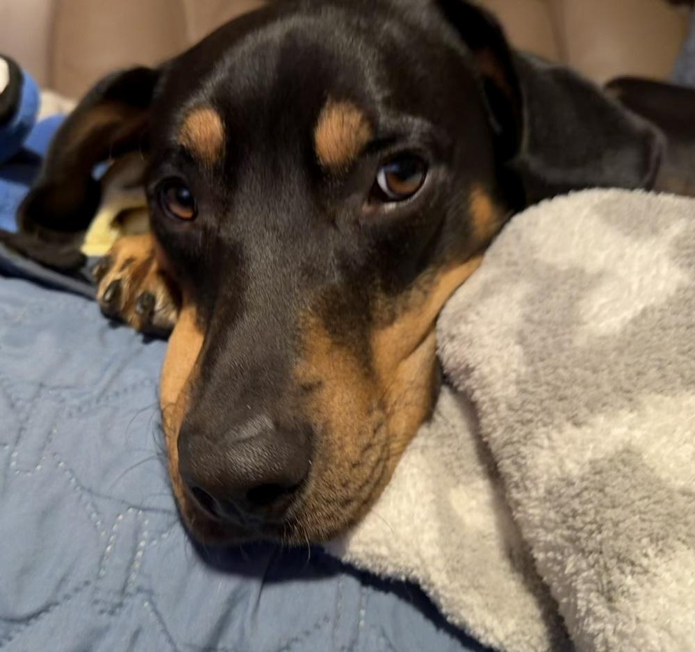 Enlarge Carlos, a Adoptable mixed breed in Irwin, PA image 2/6