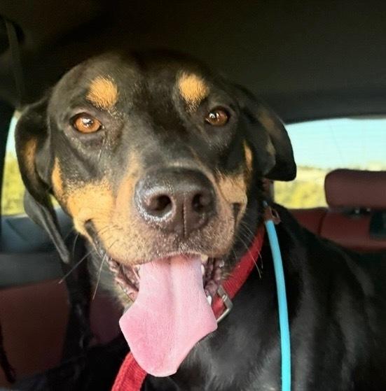 Enlarge Carlos, a Adoptable mixed breed in Irwin, PA image 3/6