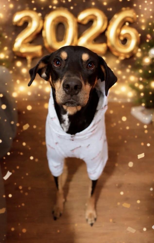 Enlarge Carlos, a Adoptable mixed breed in Irwin, PA image 4/6