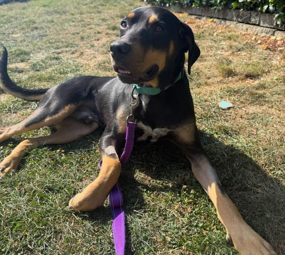 Enlarge Carlos, a Adoptable mixed breed in Irwin, PA image 5/6