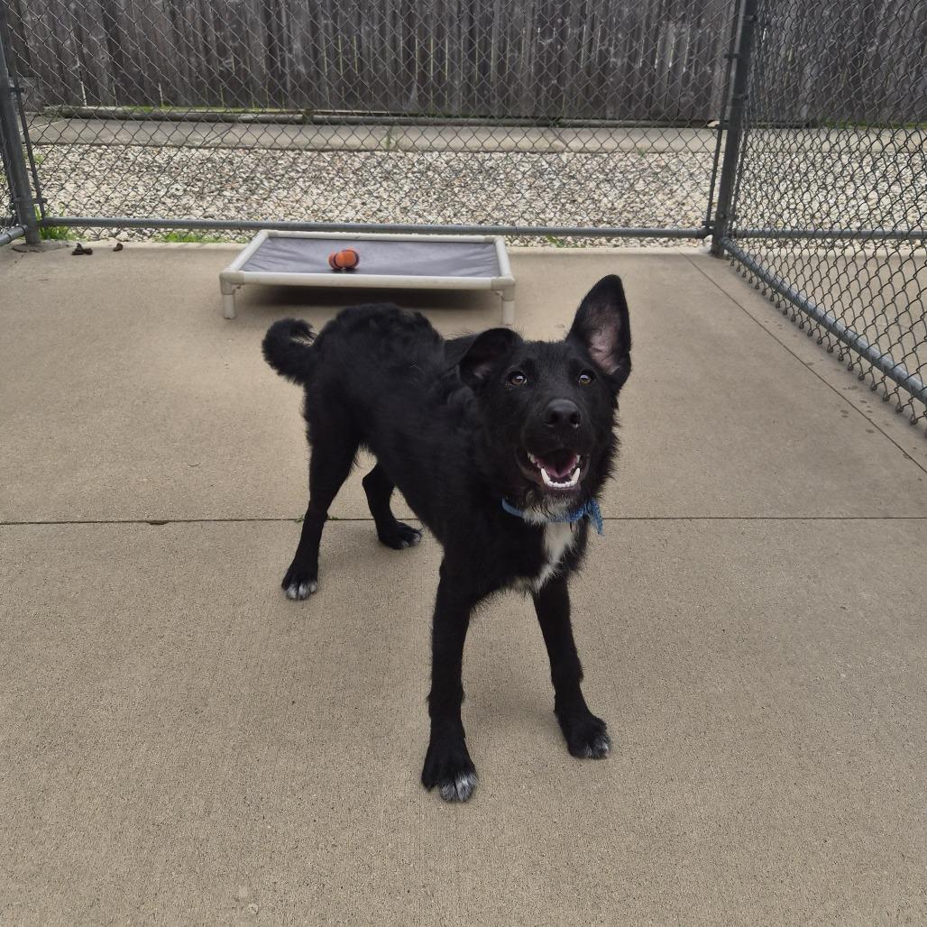 Alex, a Adoptable mixed breed in Woodstock, IL image 1/6
