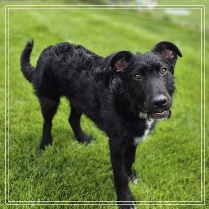 Alex, a Adoptable mixed breed in Woodstock, IL image 2/6