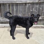 Alex, a Adoptable mixed breed in Woodstock, IL image 3/6