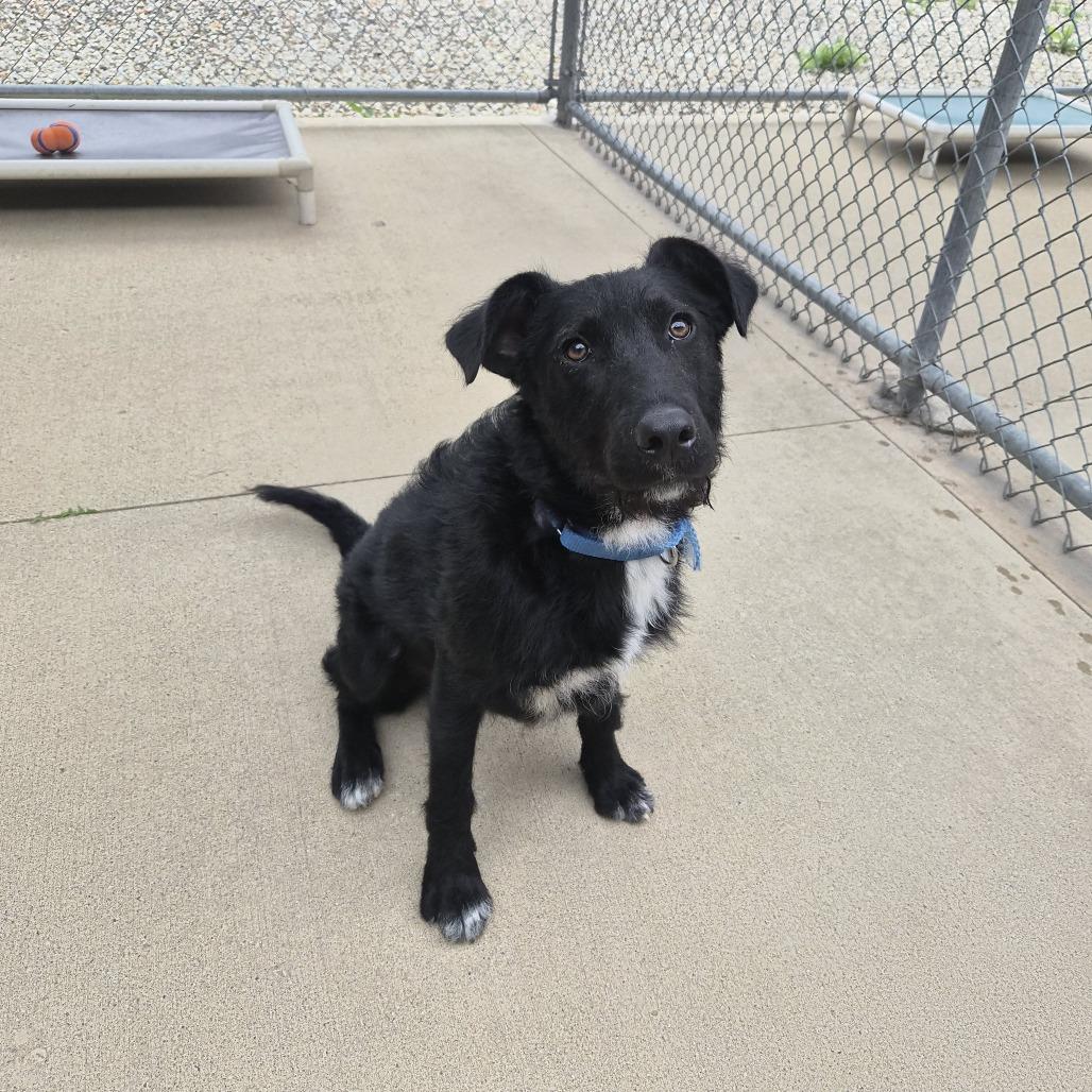 Alex, a Adoptable mixed breed in Woodstock, IL image 4/6