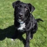 Alex, a Adoptable mixed breed in Woodstock, IL image 5/6