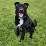 Alex, a Adoptable mixed breed in Woodstock, IL image 6/6