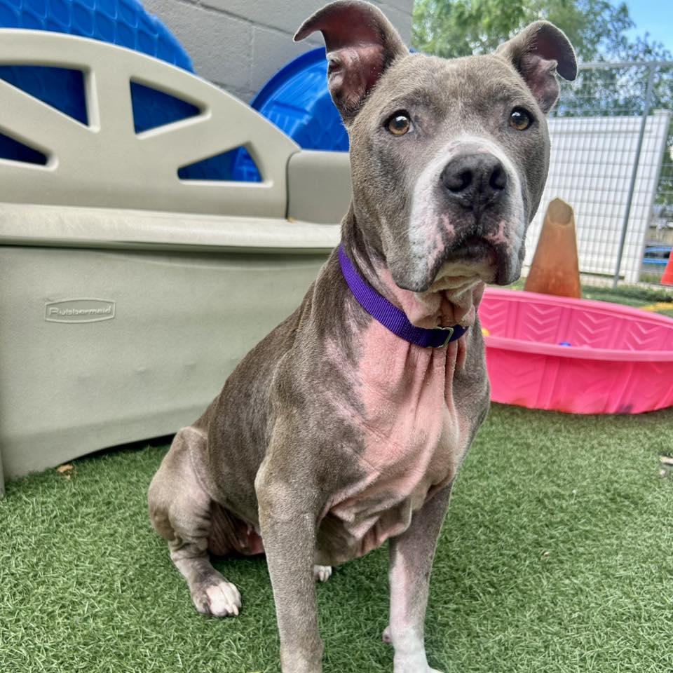 Annie, a Adoptable mixed breed image 2/3