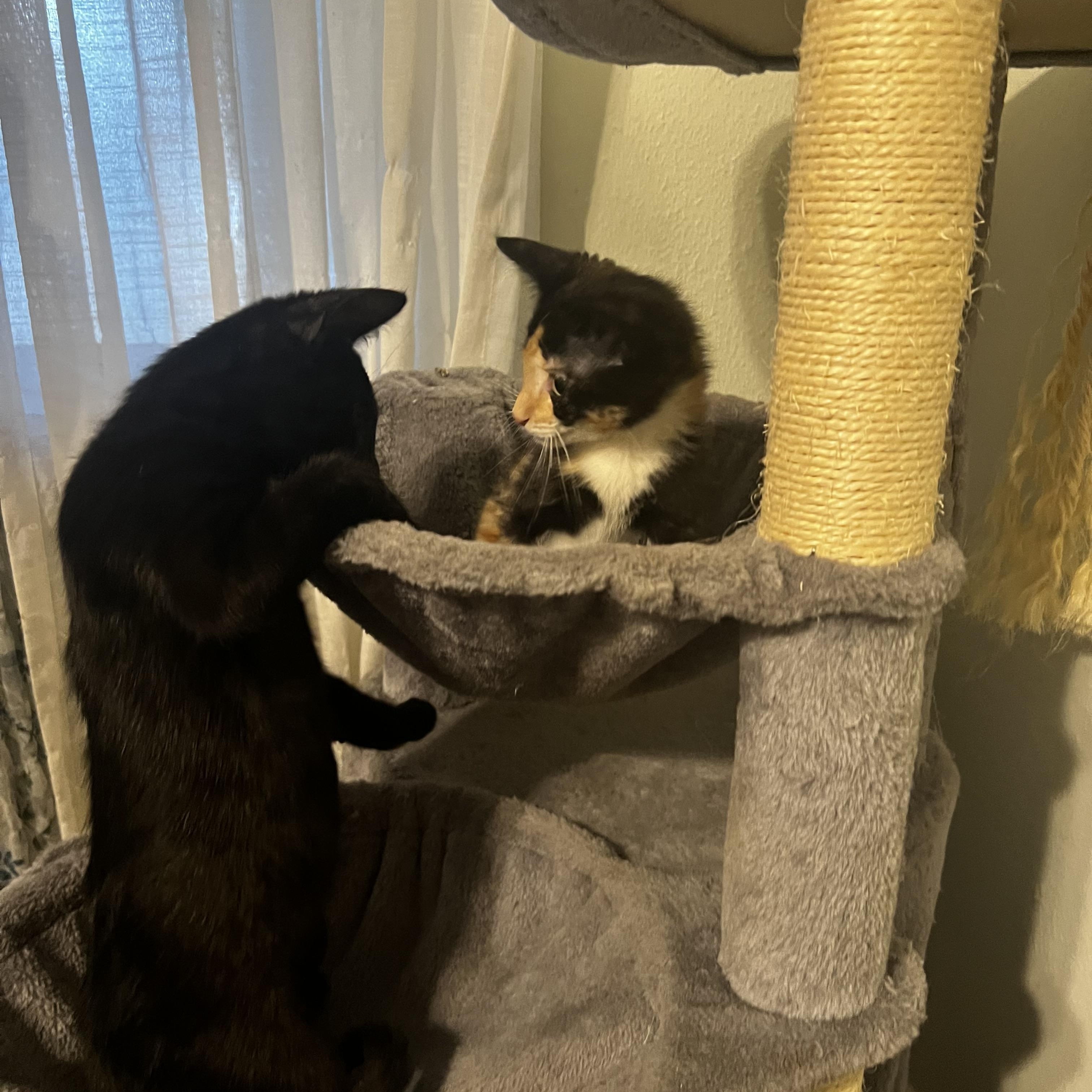 Willow, a Adoptable Domestic Short Hair in Poughkeepsie, NY image 3/5