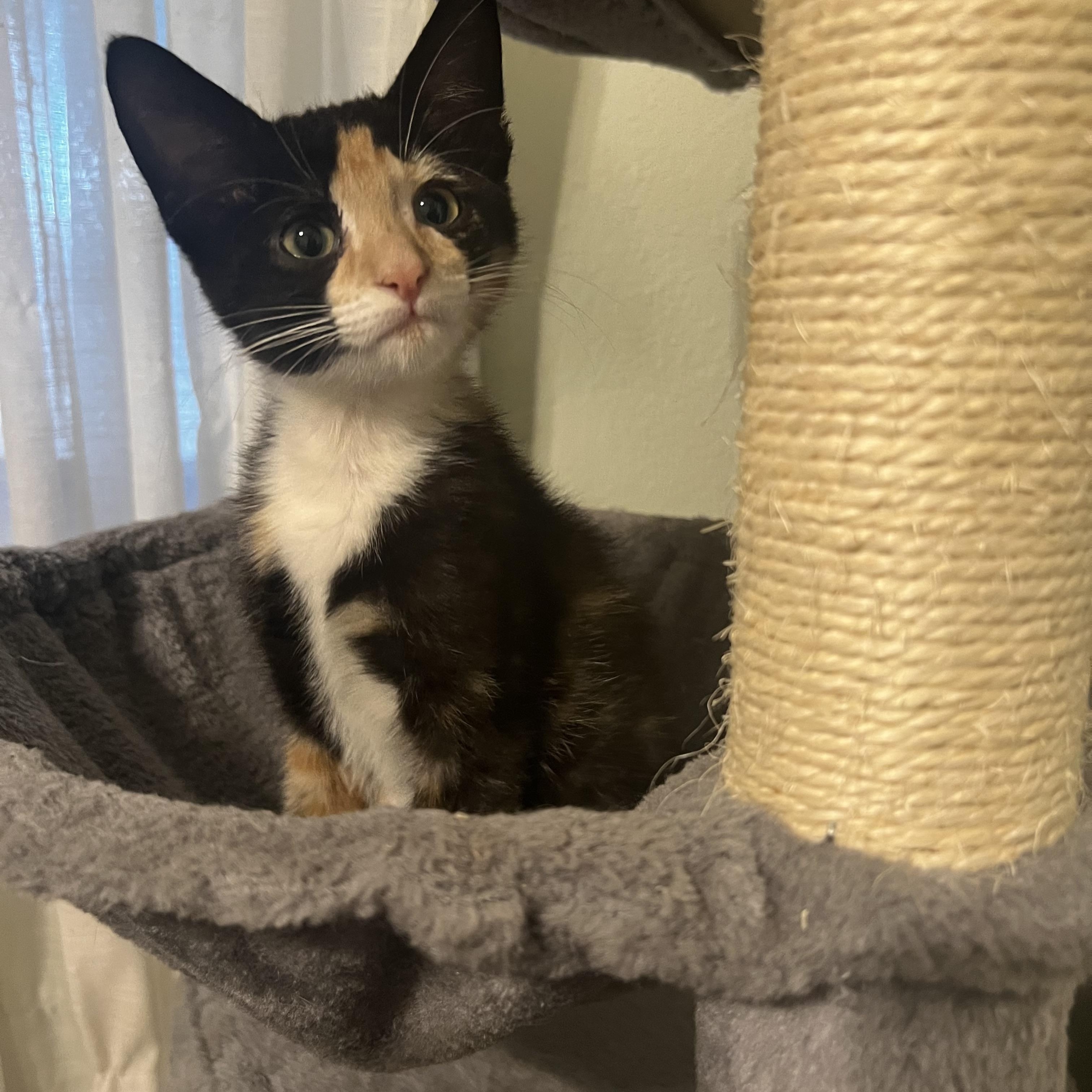 Willow, a Adoptable Domestic Short Hair in Poughkeepsie, NY image 4/5
