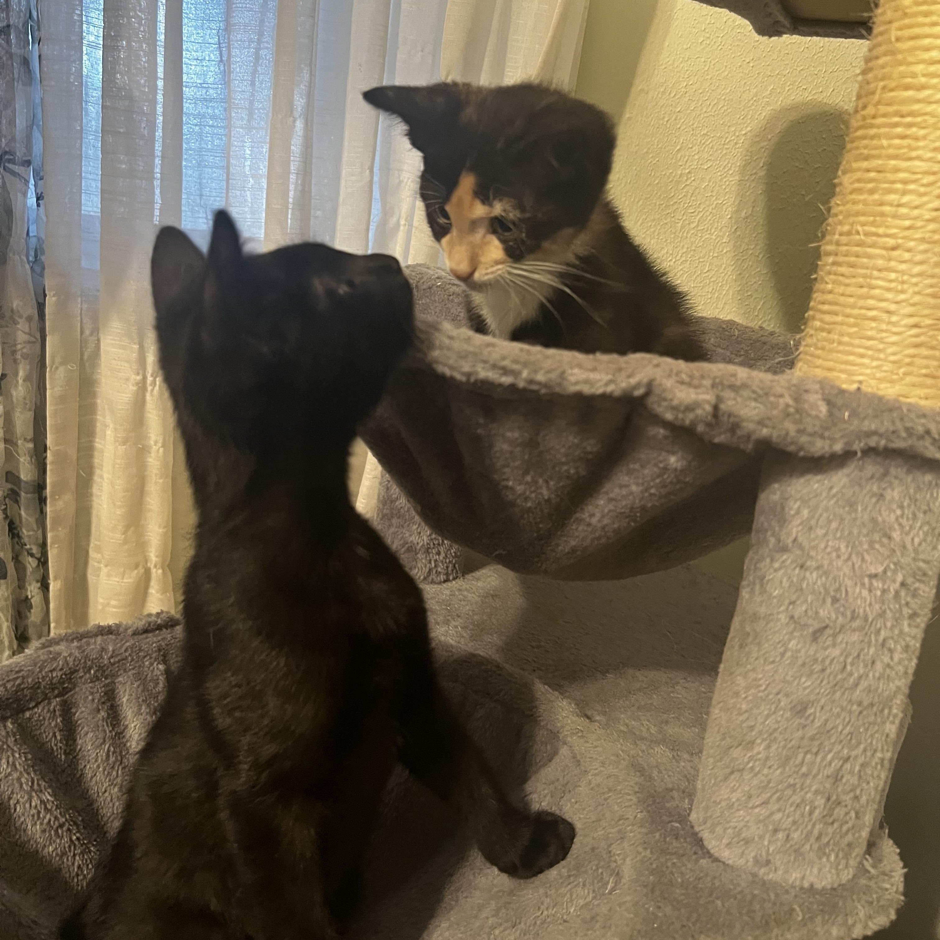 Willow, a Adoptable Domestic Short Hair in Poughkeepsie, NY image 5/5