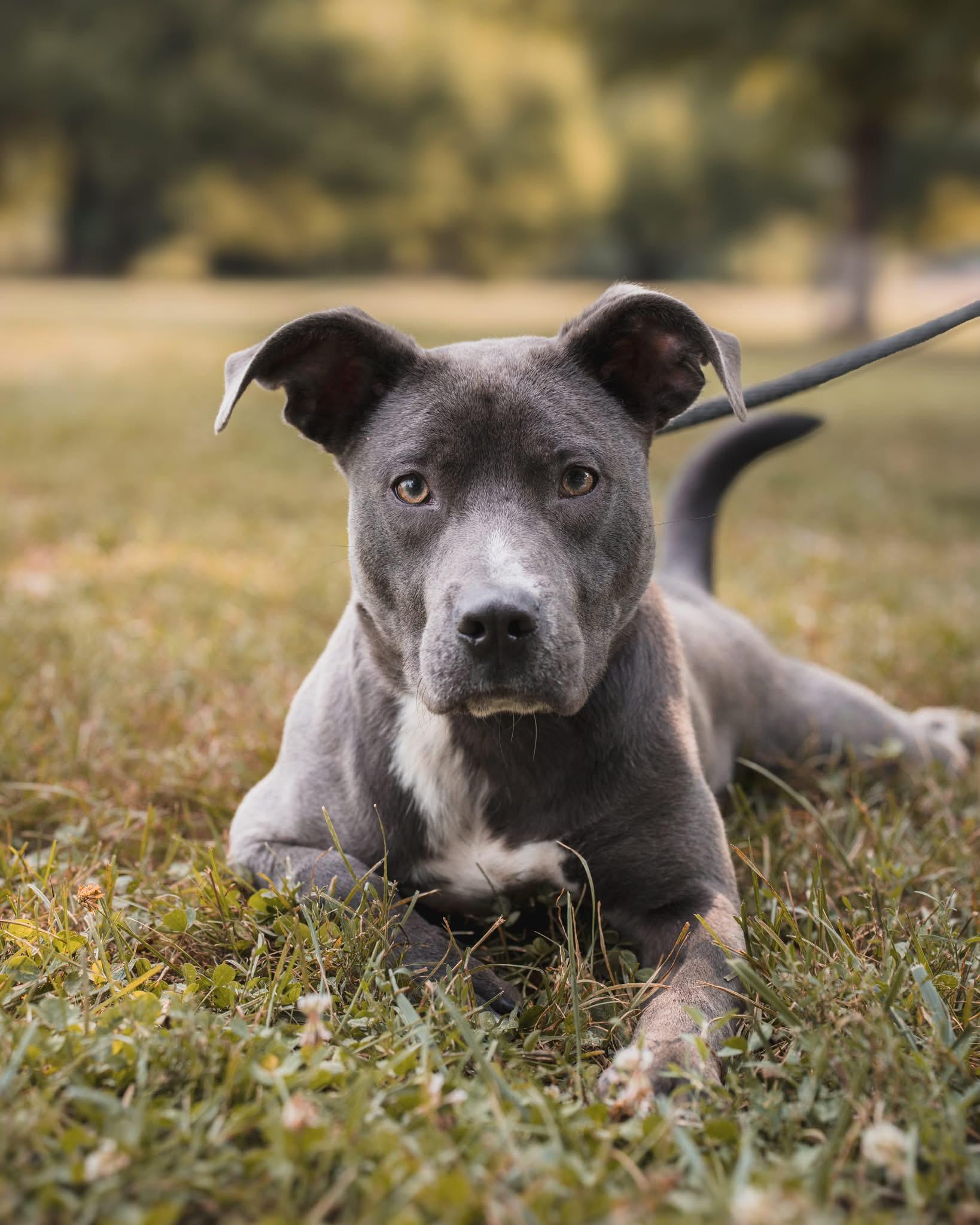 Smudge, Adoptable, Young Male Pit Bull Terrier & Mixed Breed.