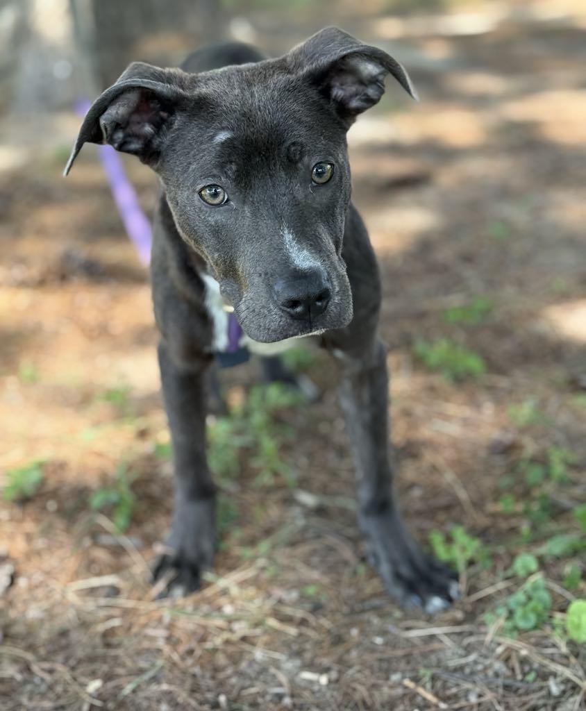 Enlarge Smudge, a Adoptable mixed breed in Springfield, IL image 3/5