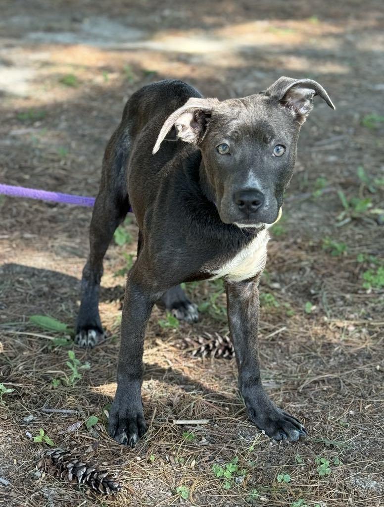 Enlarge Smudge, a Adoptable mixed breed in Springfield, IL image 4/5
