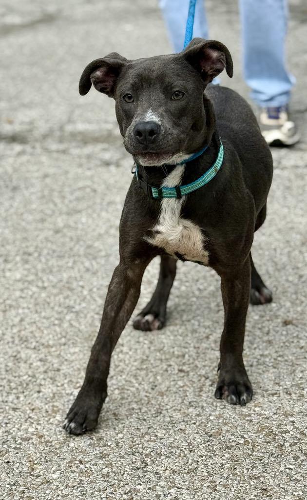 Enlarge Smudge, a Adoptable mixed breed in Springfield, IL image 2/5