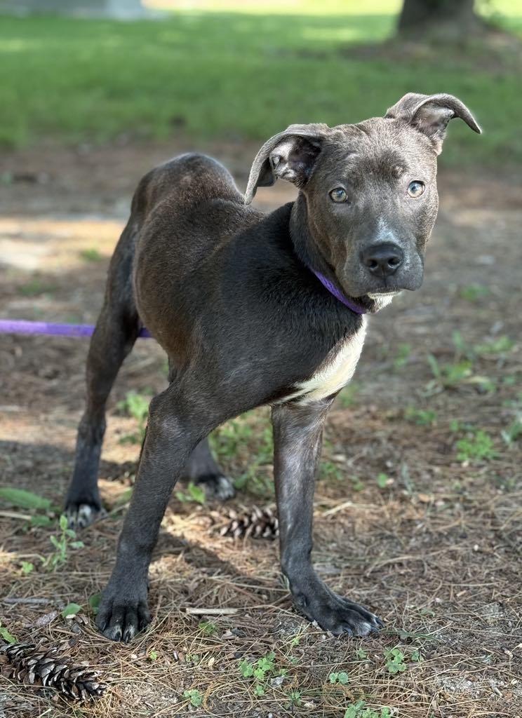 Enlarge Smudge, a Adoptable mixed breed in Springfield, IL image 5/5