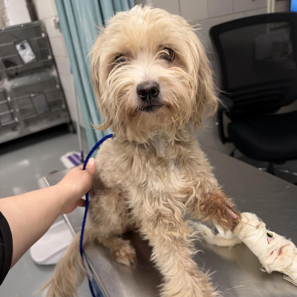 Enlarge He-Man, a Adoptable Miniature Schnauzer in Northbrook, IL image 1/6