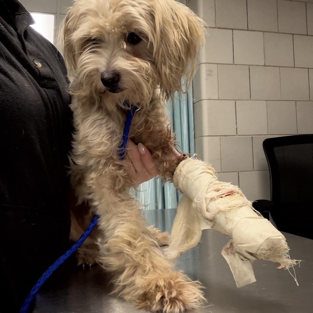 Enlarge He-Man, a Adoptable Miniature Schnauzer in Northbrook, IL image 2/6