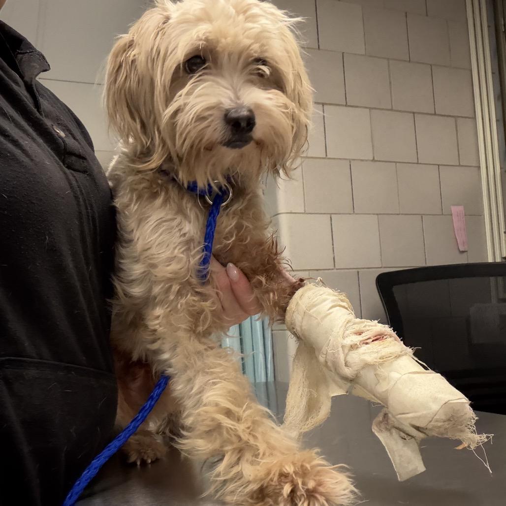 Enlarge He-Man, a Adoptable Miniature Schnauzer in Northbrook, IL image 3/6