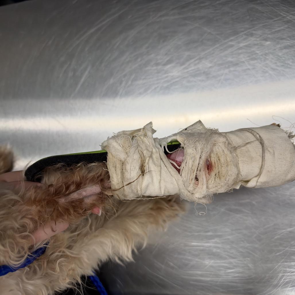 Enlarge He-Man, a Adoptable Miniature Schnauzer in Northbrook, IL image 5/6