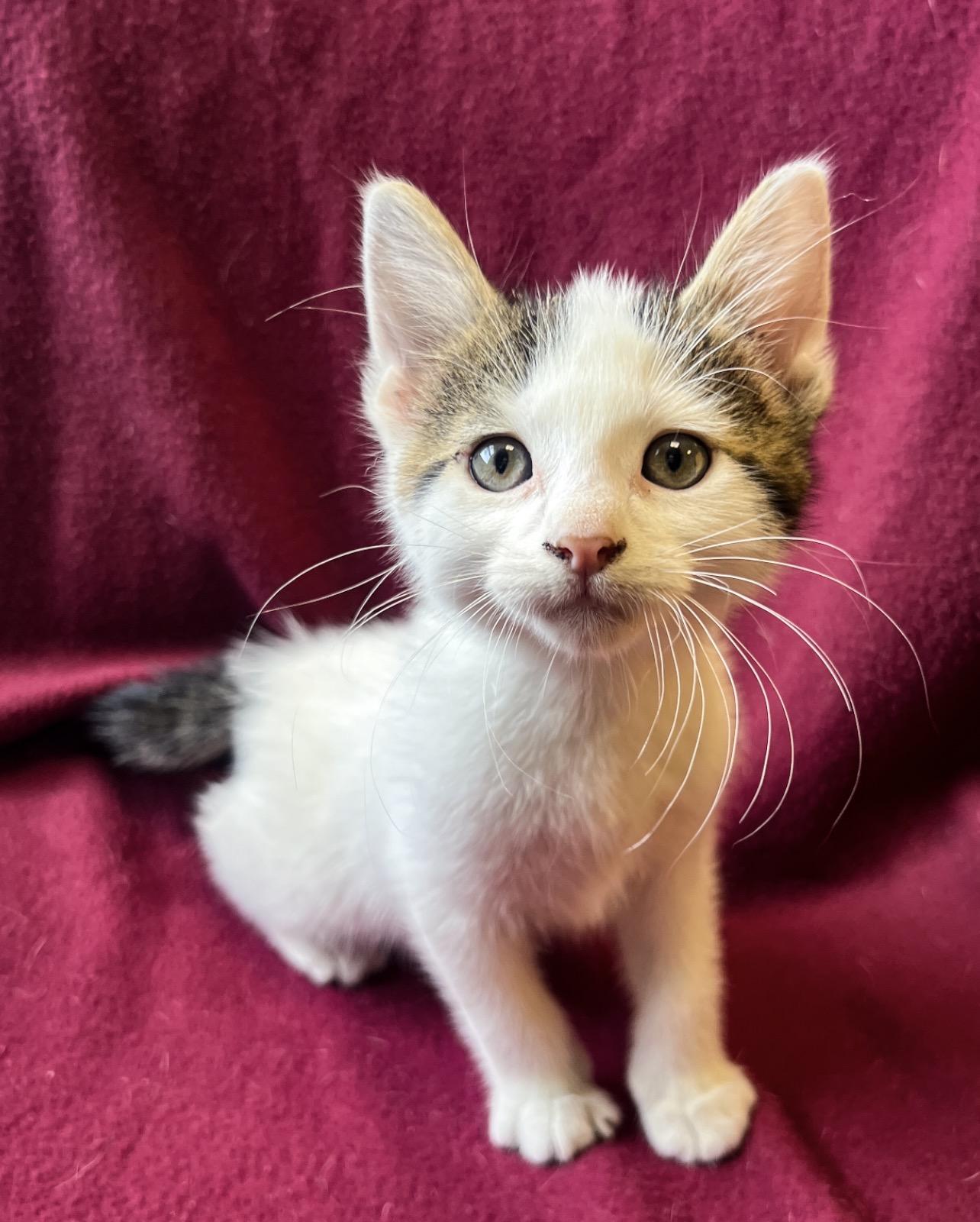 Pippin, ADOPTABLE, Kitten Male Domestic Short Hair.