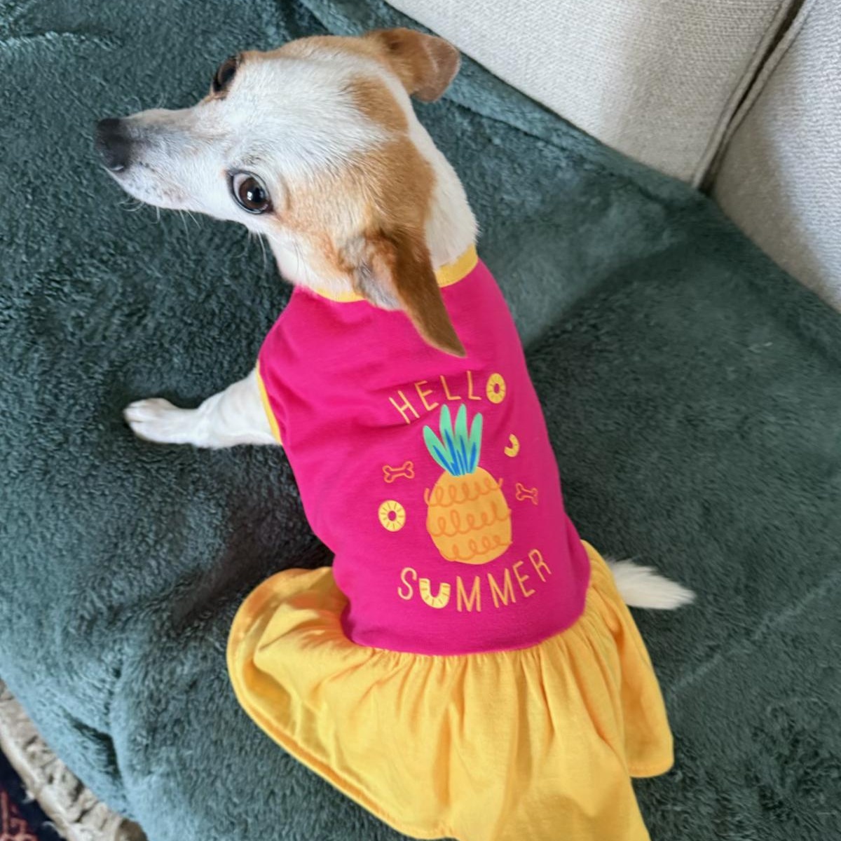 Enlarge Lily, an adopted mixed breed in Plano, TX image 5/5