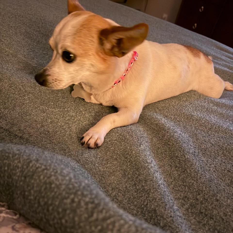 Enlarge Lily, an adopted mixed breed in Plano, TX image 4/5