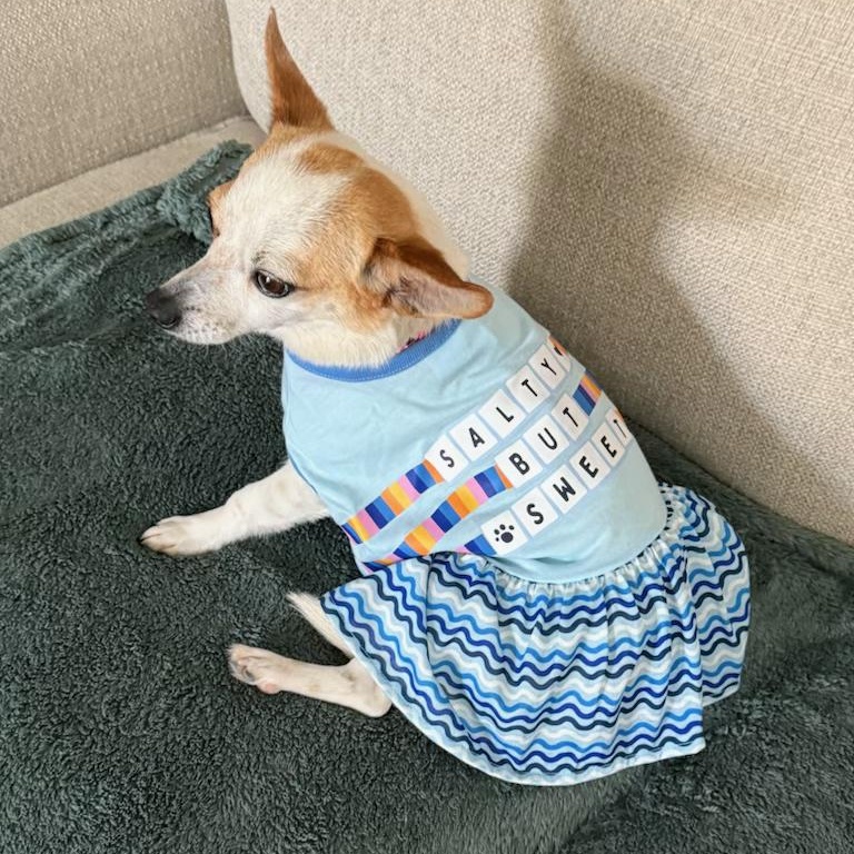 Enlarge Lily, an adopted mixed breed in Plano, TX image 2/5