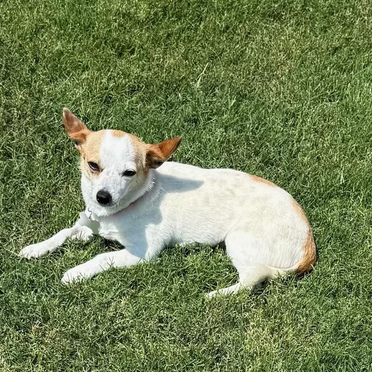 Enlarge Lily, an adopted mixed breed in Plano, TX image 3/5
