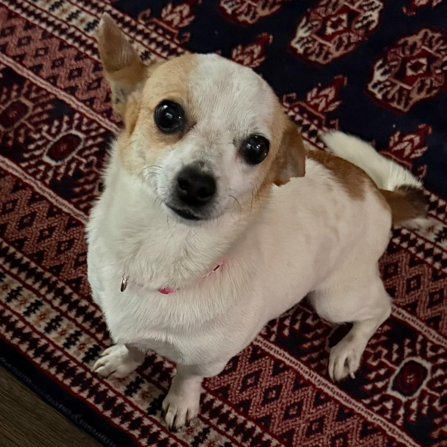 Enlarge Lily, an adopted mixed breed in Plano, TX image 1/5