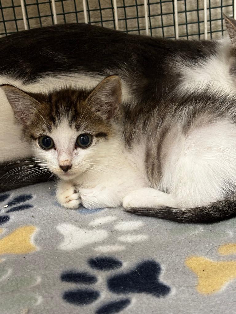 2025-09-182 *Connor*, Adopted, Young Male Domestic Short Hair.