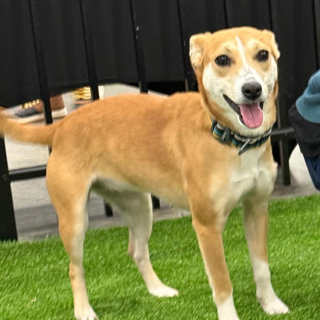 Miley $400, Adoptable, Adult Female Dachshund & Mixed Breed.