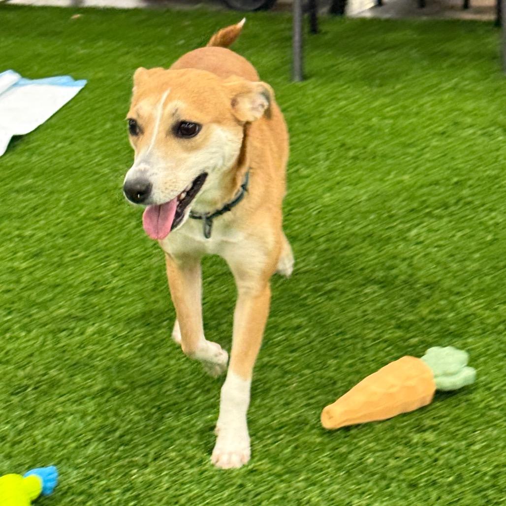 Enlarge Miley $400, a Adoptable mixed breed in Milwaukee, WI image 3/6