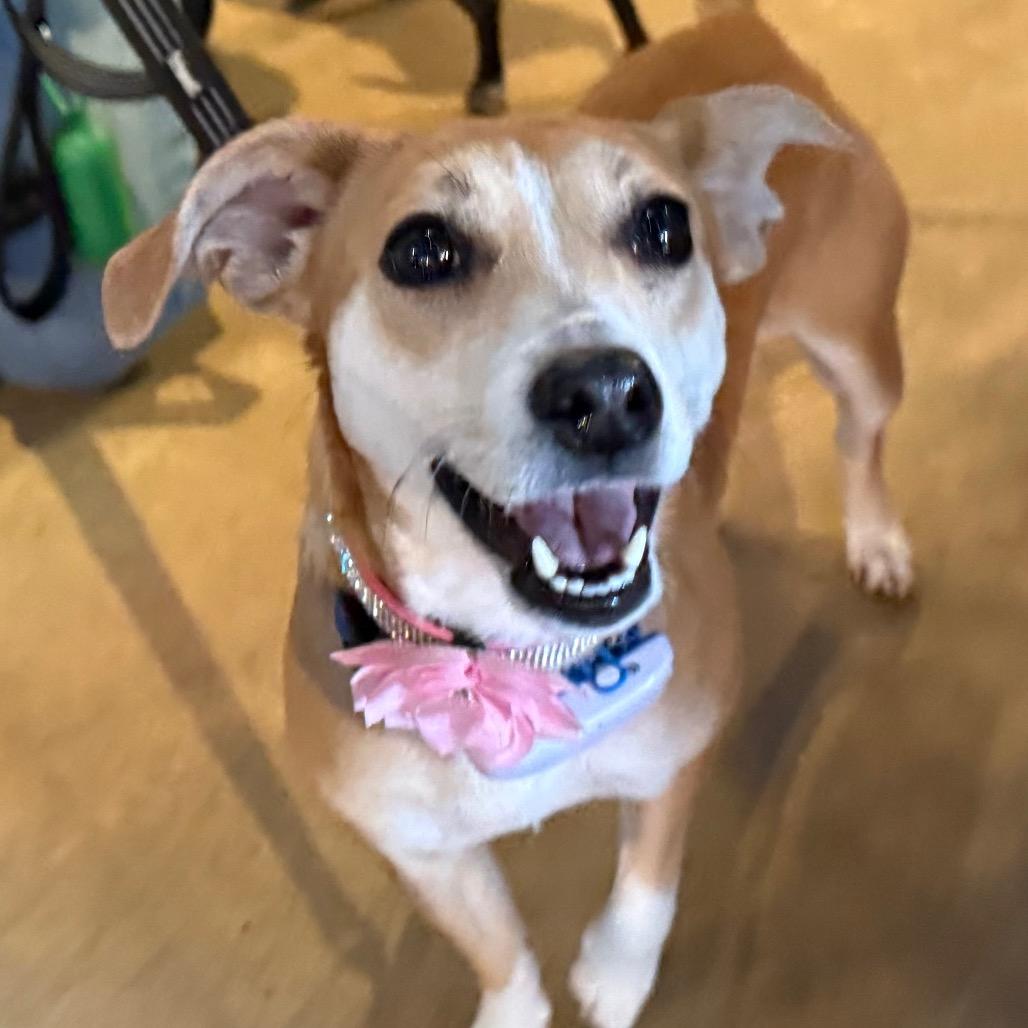 Enlarge Miley $400, a Adoptable mixed breed in Milwaukee, WI image 6/6