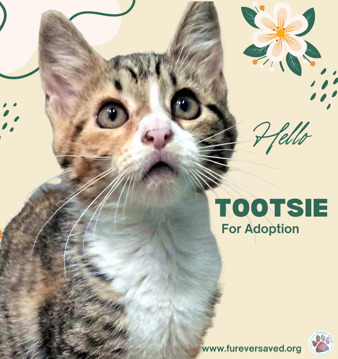 Enlarge Tootsie, a Adoptable Domestic Short Hair in Miami, FL image 1/4