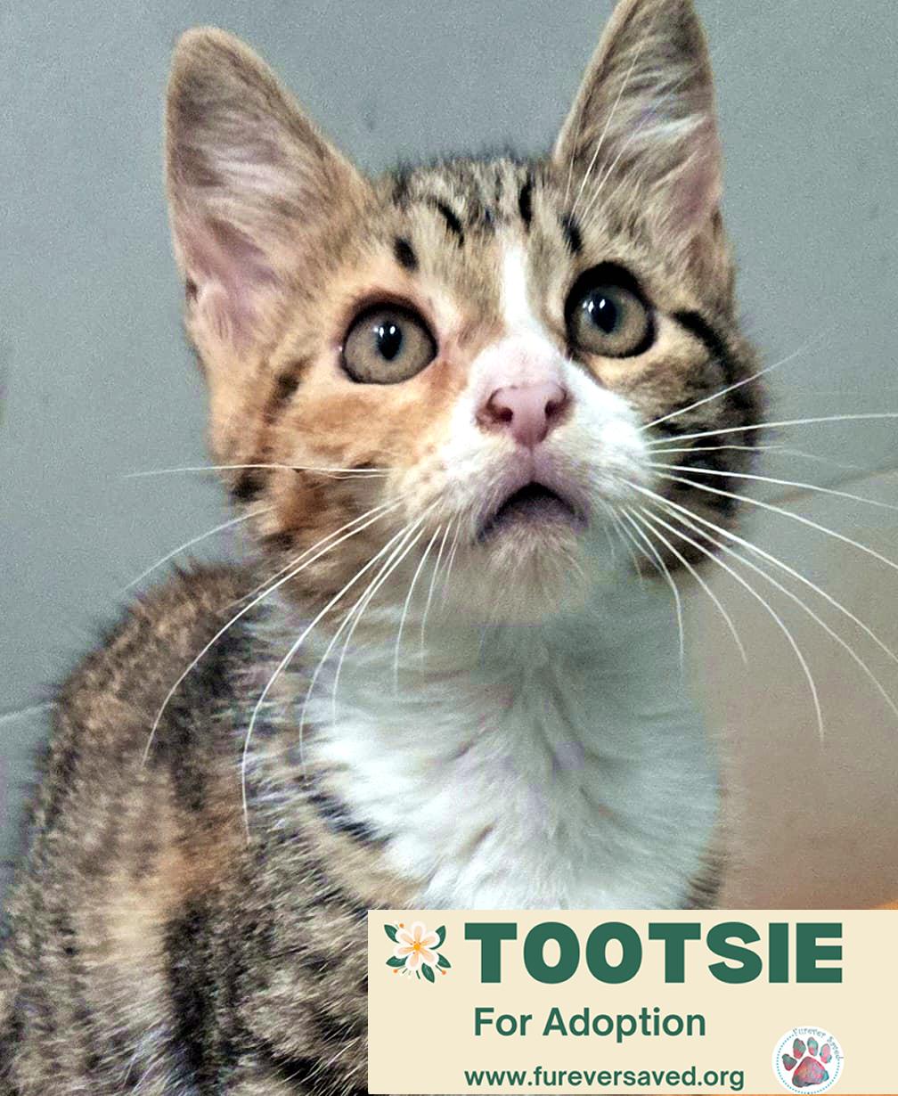 Enlarge Tootsie, a Adoptable Domestic Short Hair in Miami, FL image 2/4