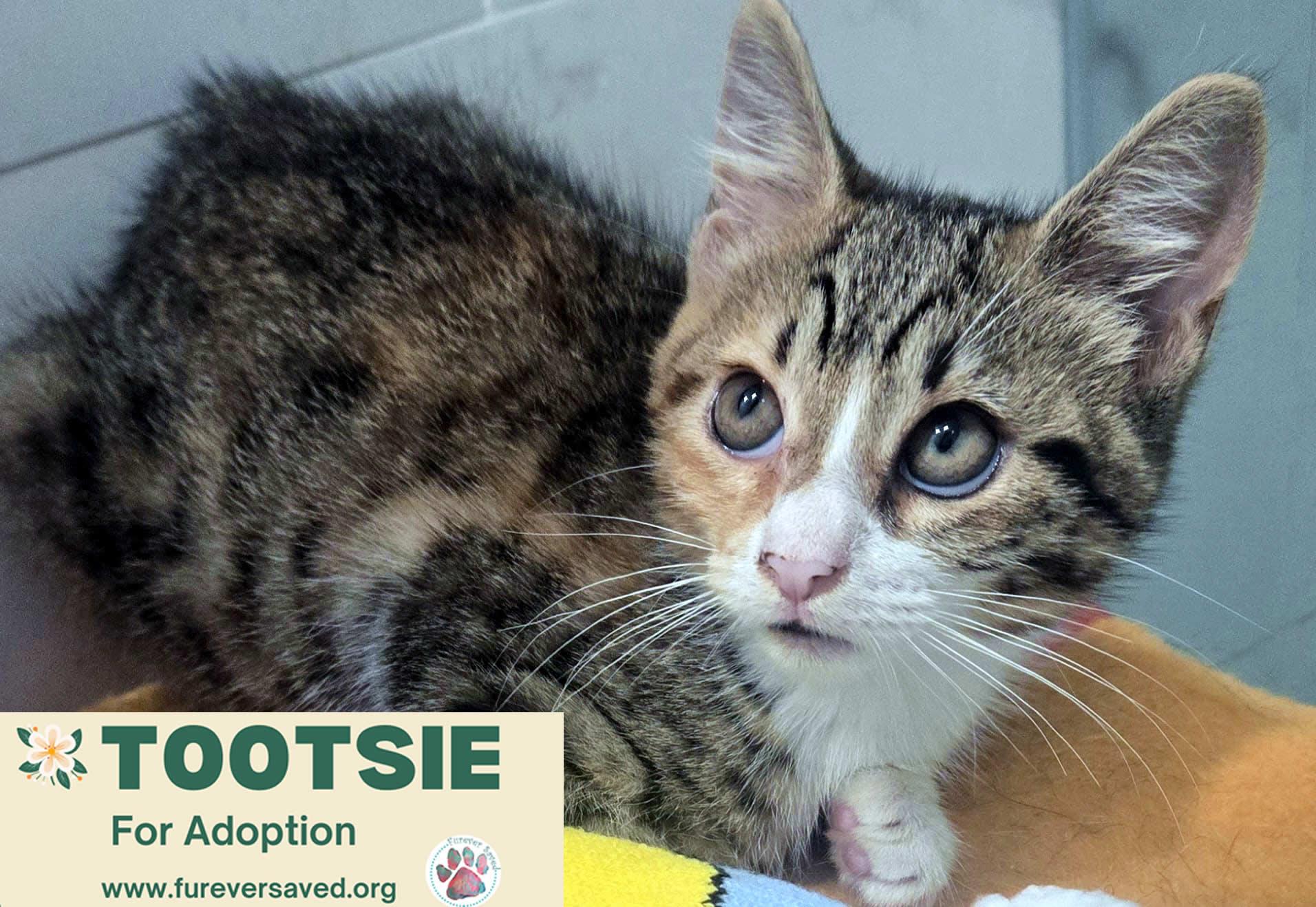 Enlarge Tootsie, a Adoptable Domestic Short Hair in Miami, FL image 4/4