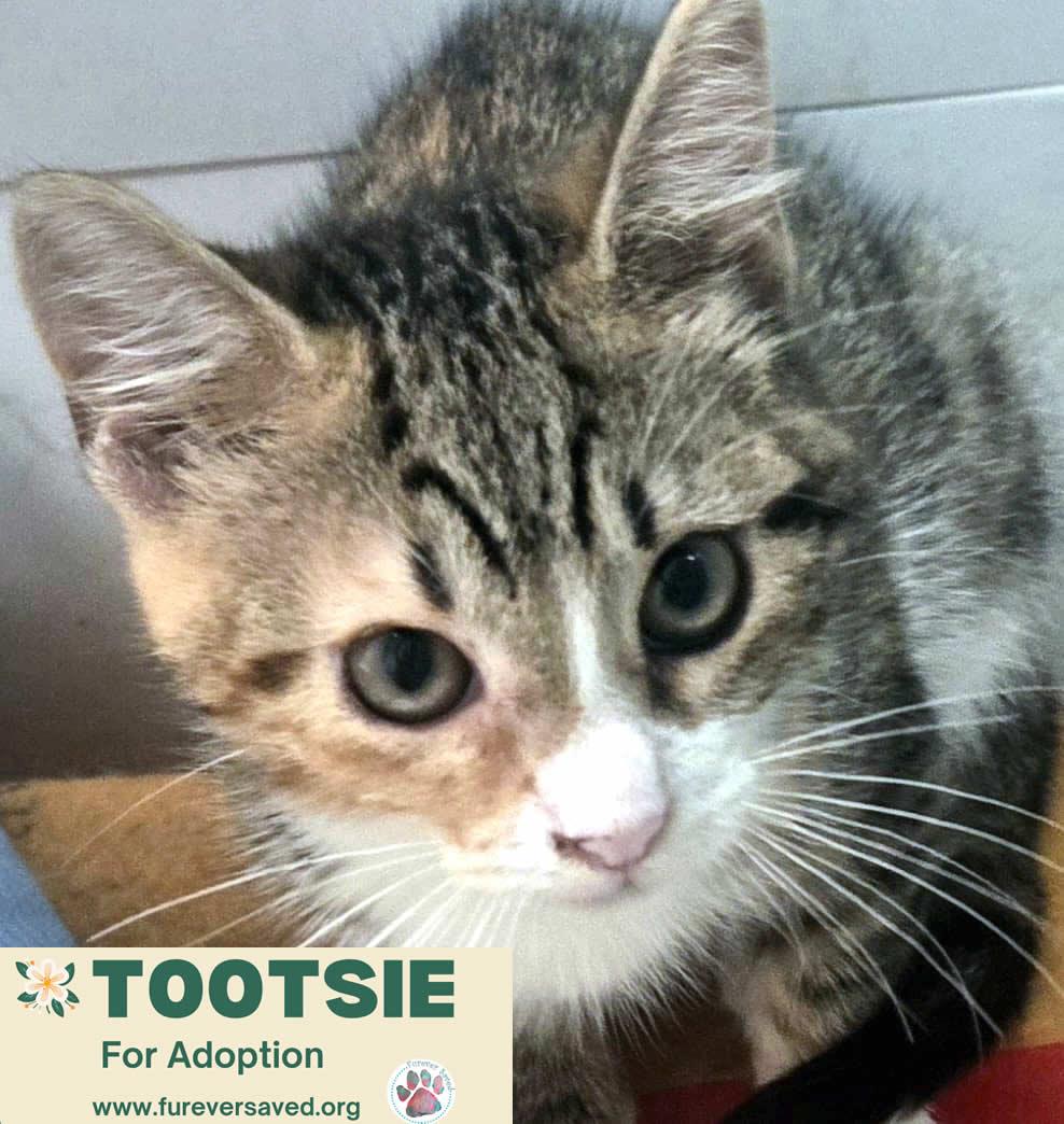 Enlarge Tootsie, a Adoptable Domestic Short Hair in Miami, FL image 3/4
