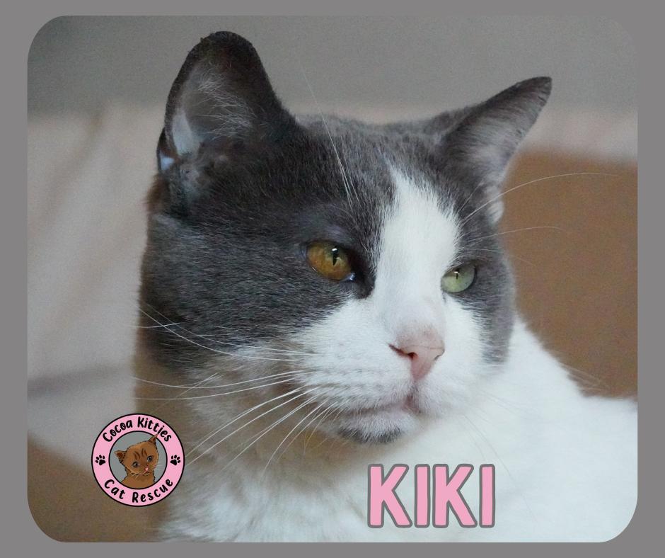 Kiki, Adoptable, Adult Female Domestic Short Hair.