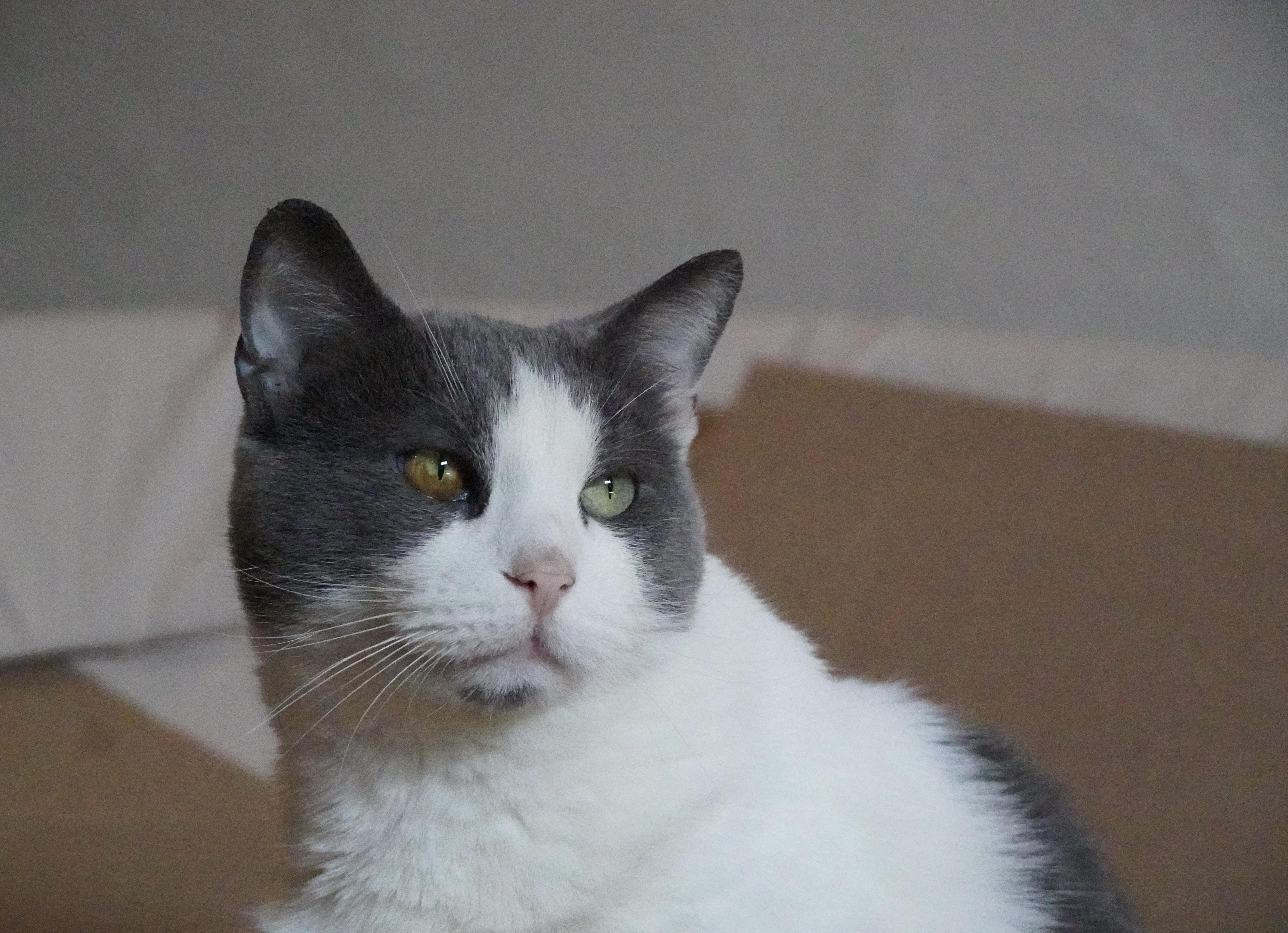 Enlarge Kiki, a Adoptable Domestic Short Hair in Hershey, PA image 2/6