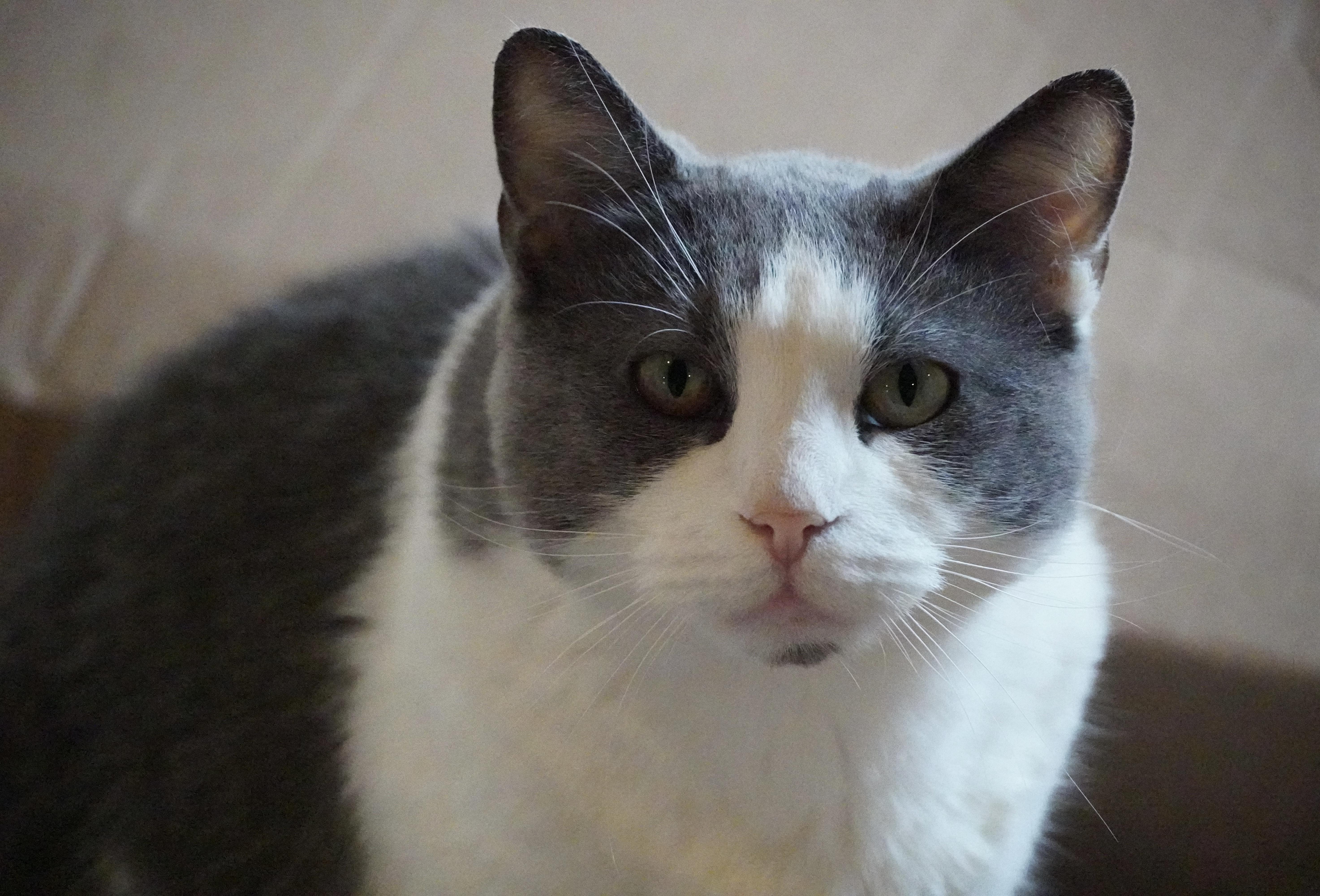 Enlarge Kiki, a Adoptable Domestic Short Hair in Hershey, PA image 3/6