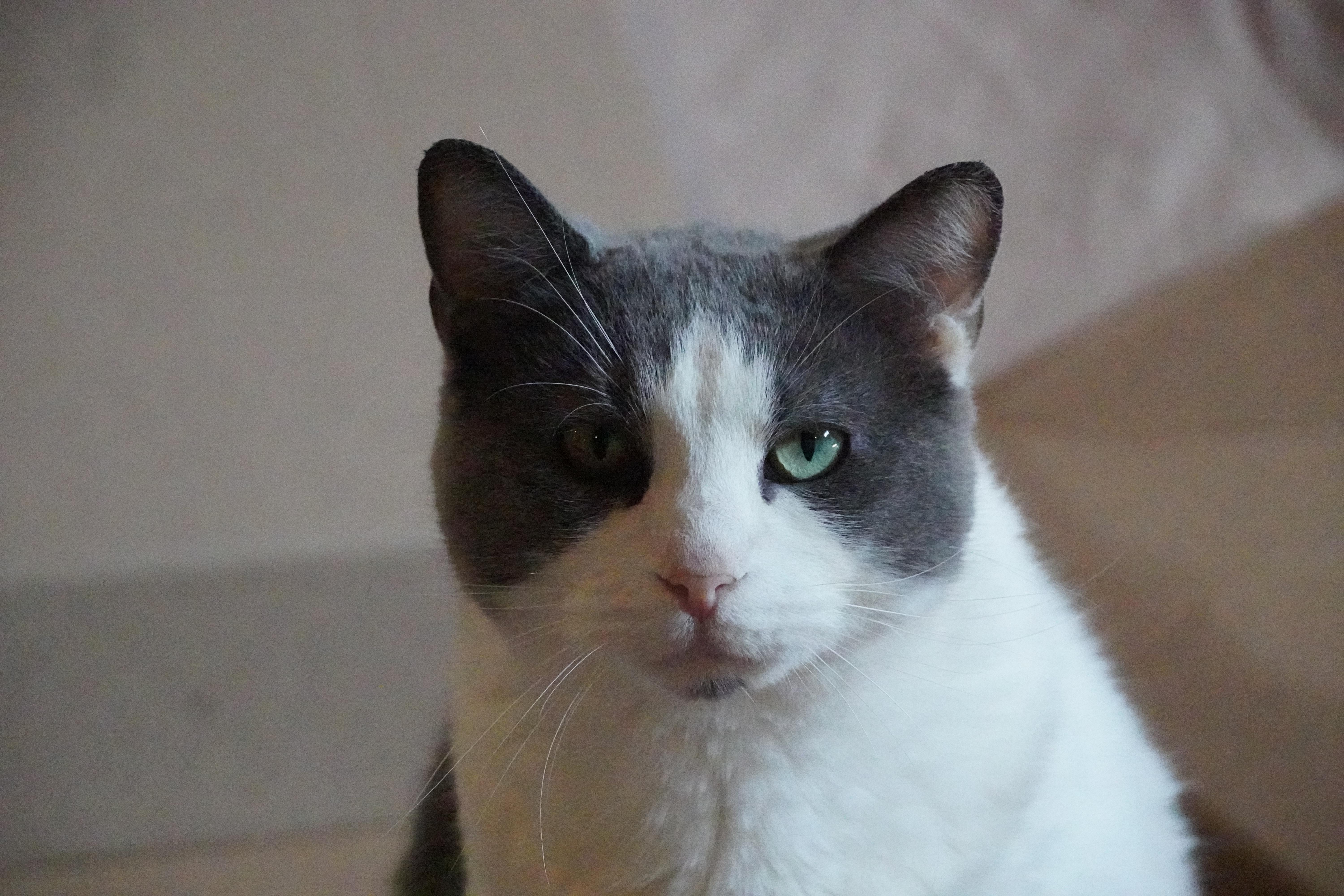 Enlarge Kiki, a Adoptable Domestic Short Hair in Hershey, PA image 4/6