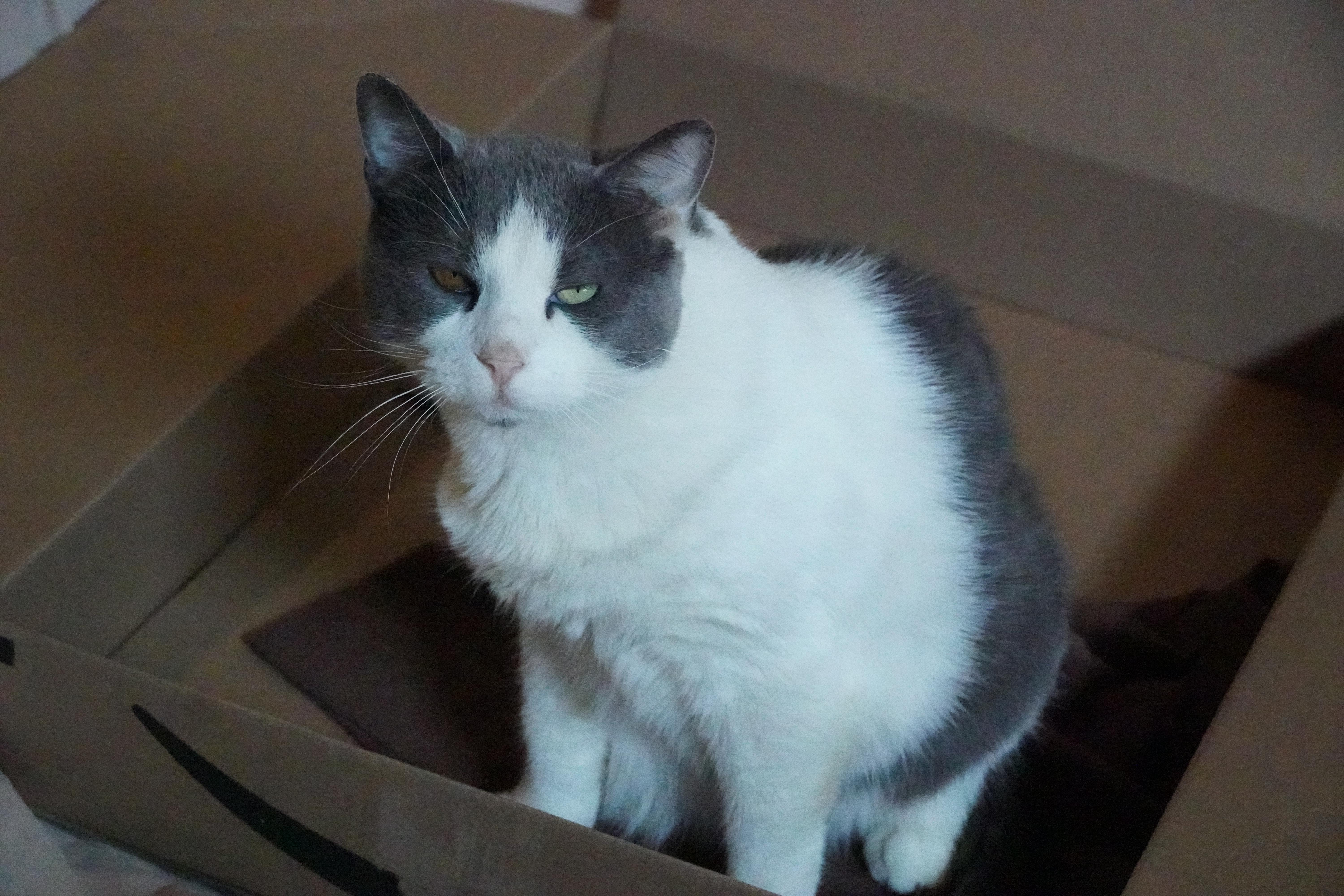 Enlarge Kiki, a Adoptable Domestic Short Hair in Hershey, PA image 6/6