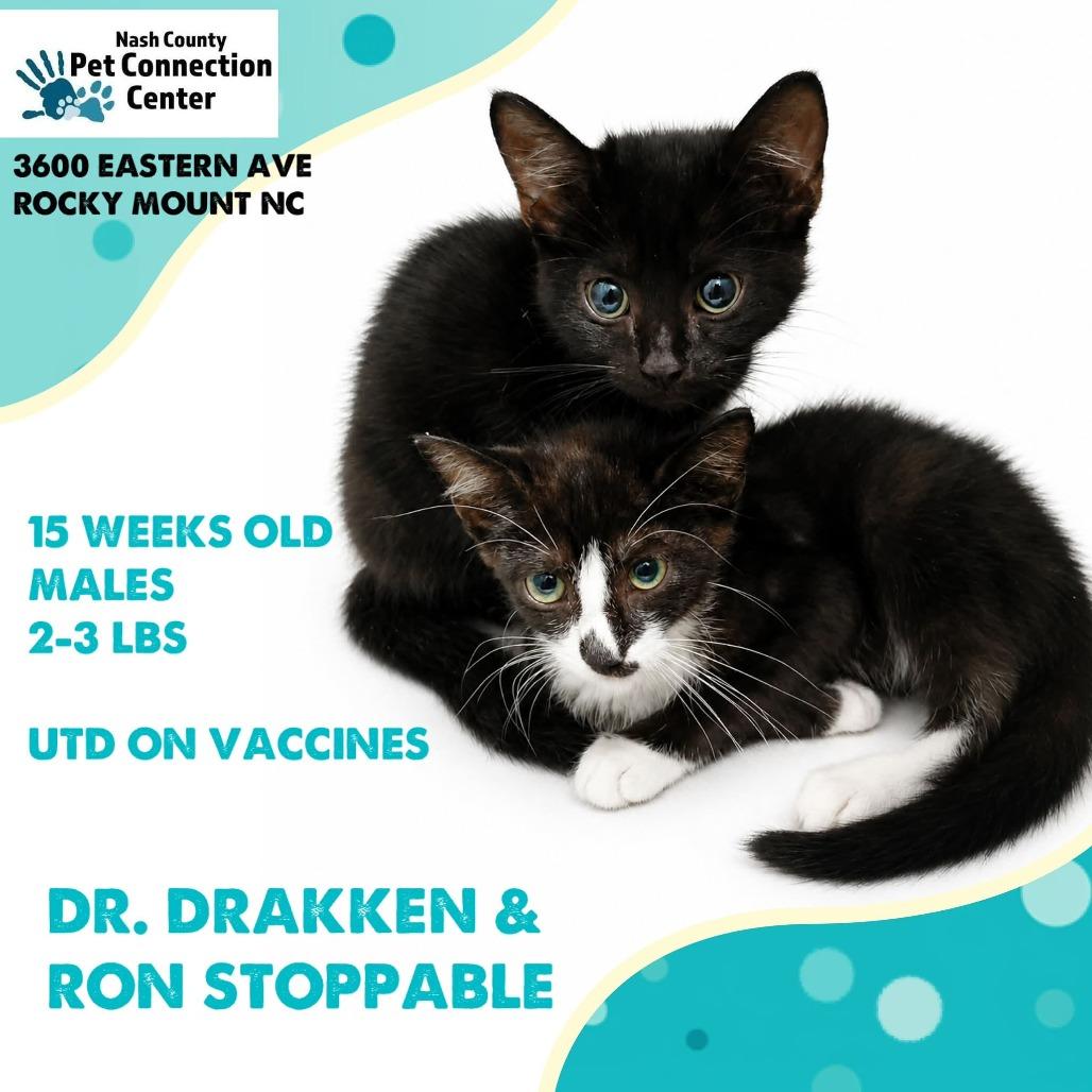 DR. DRAKKEN and RON STOPPABLE Available NOW - ADOPTION or RESCUE!, Adoptable, Kitten Male Domestic Short Hair.