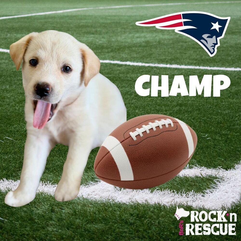 Patriots Litter! (Drake, Diggs, Champ, Cardi B, Patsy), Adoptable, Puppy Male Labrador Retriever.