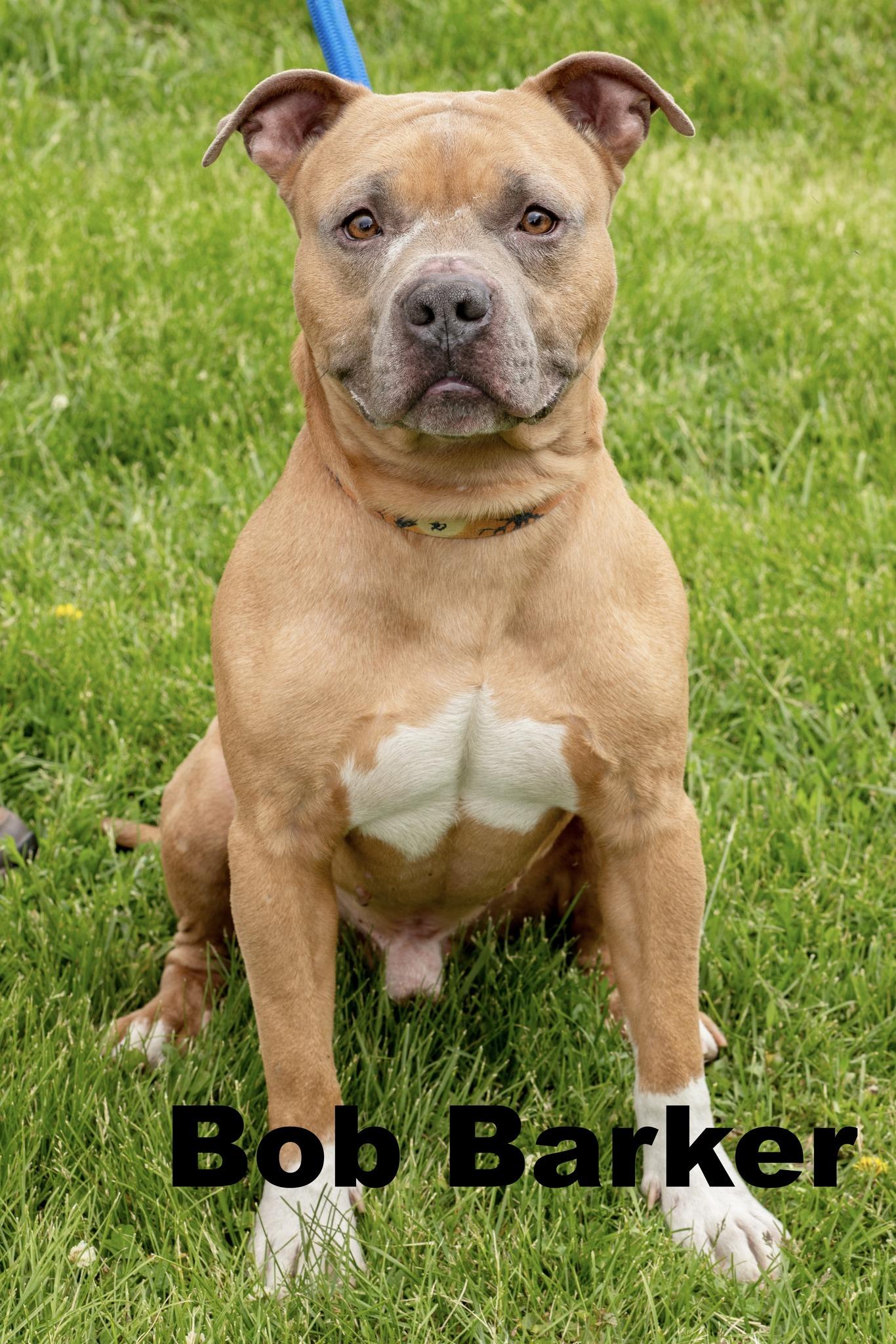Bob Barker, adopted, Adult Male Staffordshire Bull Terrier.