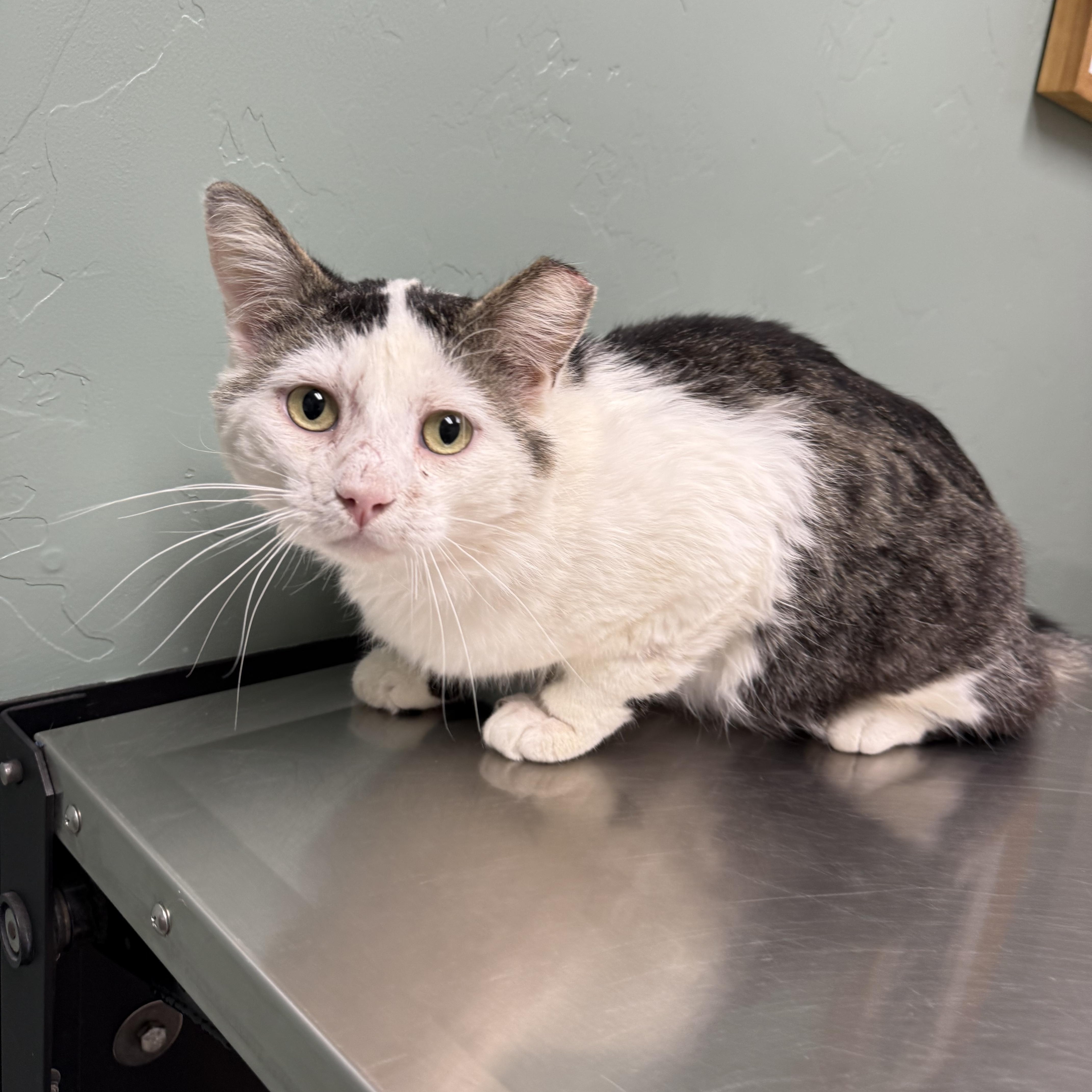 Enlarge Doug Funny, an adopted Domestic Medium Hair in Marana, AZ image 1/1
