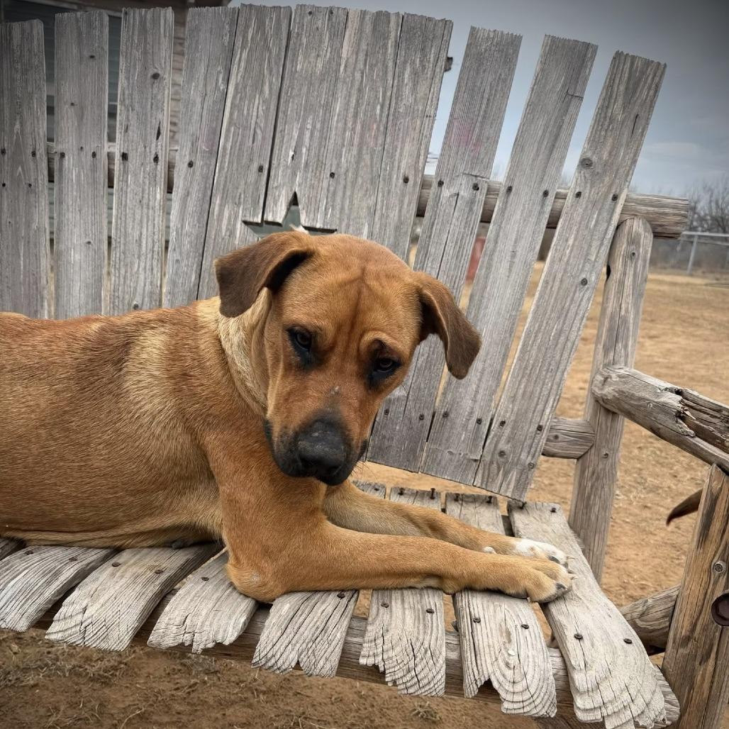 Enlarge Momma Ruby, a Adoptable mixed breed in Pearsall, TX image 1/1